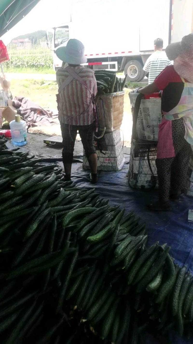 精品黄瓜散装袋装泡沫箱黔货供应产地直供