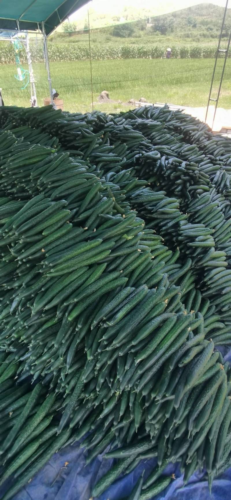 精品黄瓜散装袋装泡沫箱黔货供应产地直供