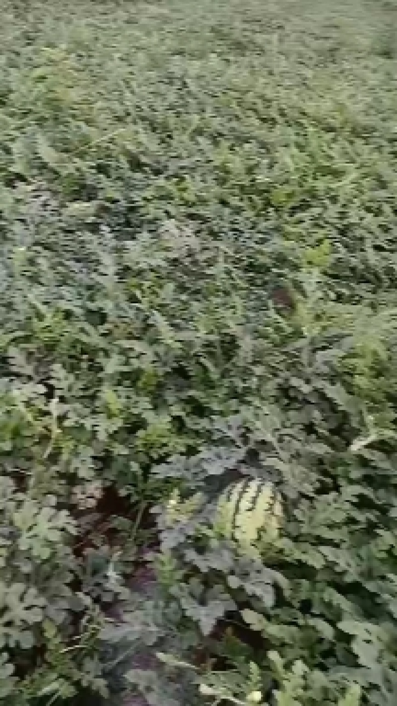 西瓜