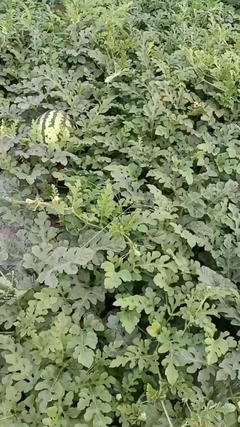 西瓜