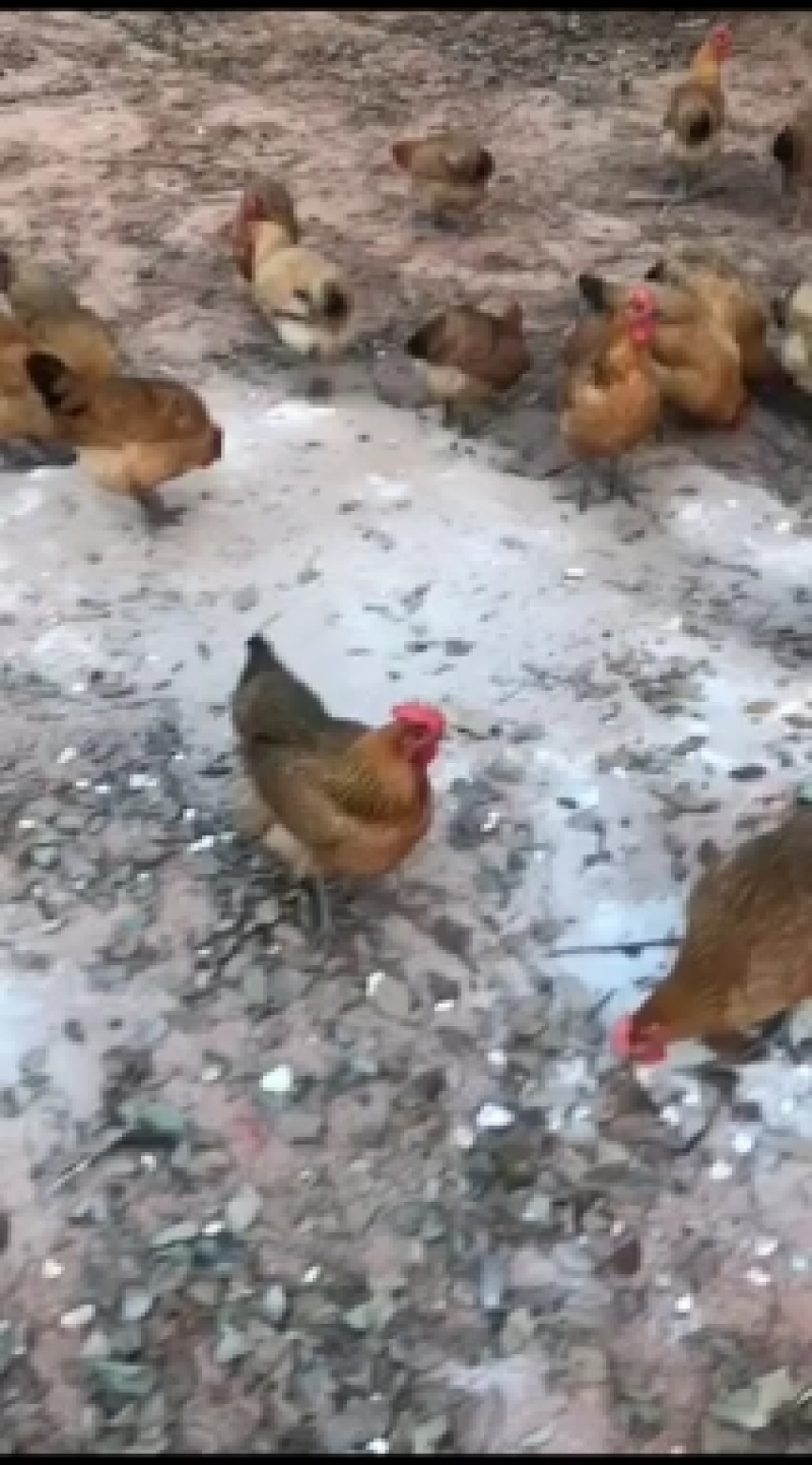 江西土鸡，崇仁县青脚黄羽土鸡，自家养殖，货源稳定，