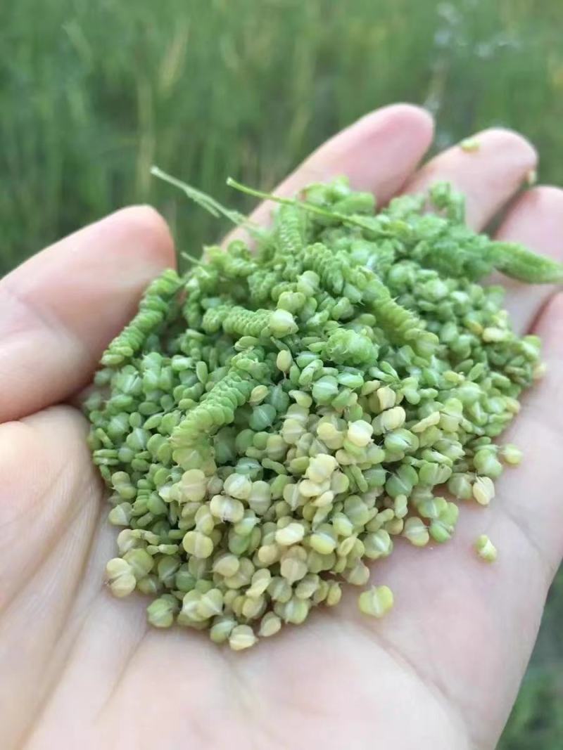 菵草种子耐寒水草冬季水稗草菵米优良饲料食用养鱼养虾棒棒草