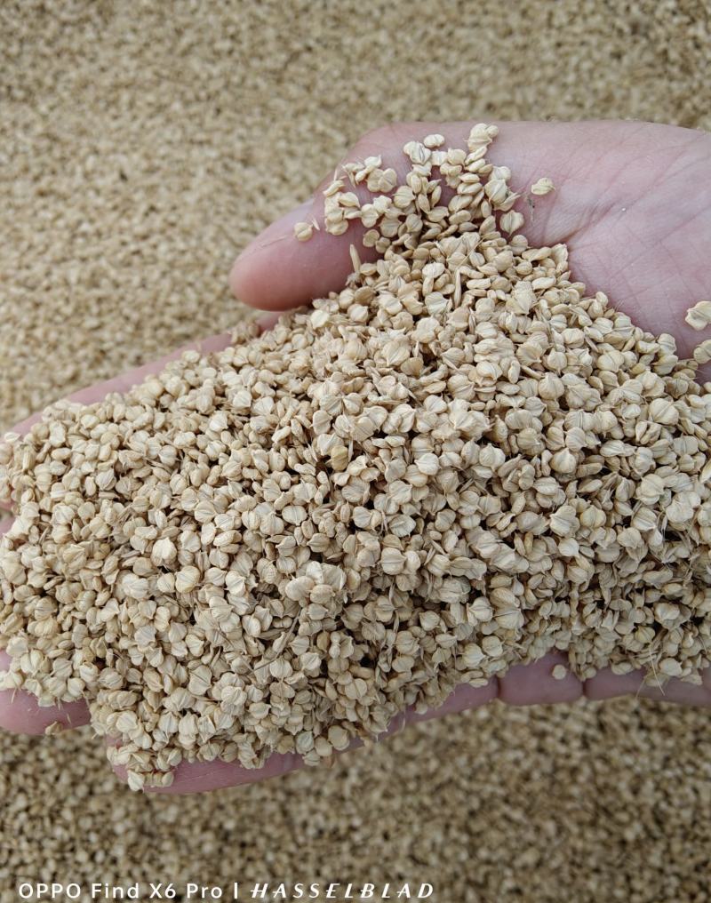 菵草种子耐寒水草冬季水稗草菵米优良饲料食用养鱼养虾棒棒草