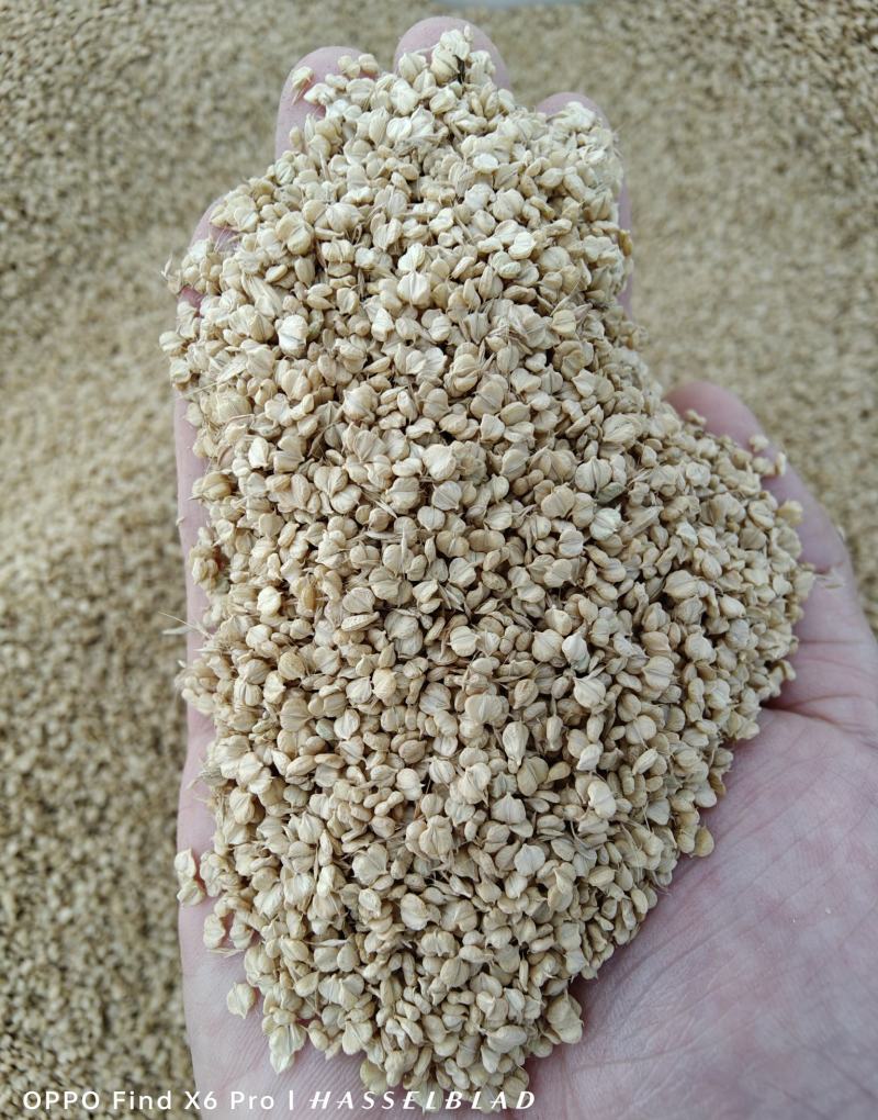 菵草种子耐寒水草冬季水稗草菵米优良饲料食用养鱼养虾棒棒草