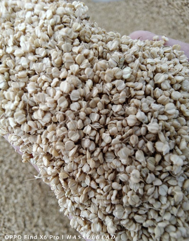菵草种子耐寒水草冬季水稗草菵米优良饲料食用养鱼养虾棒棒草