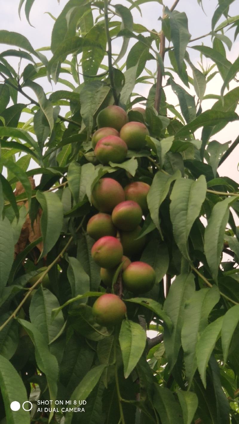 珍珠枣油桃