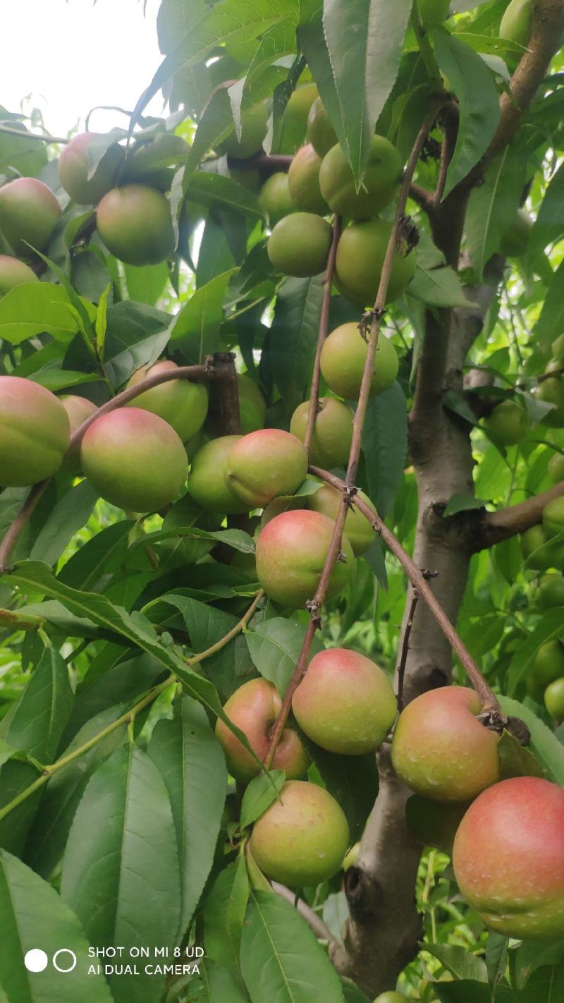 珍珠枣油桃