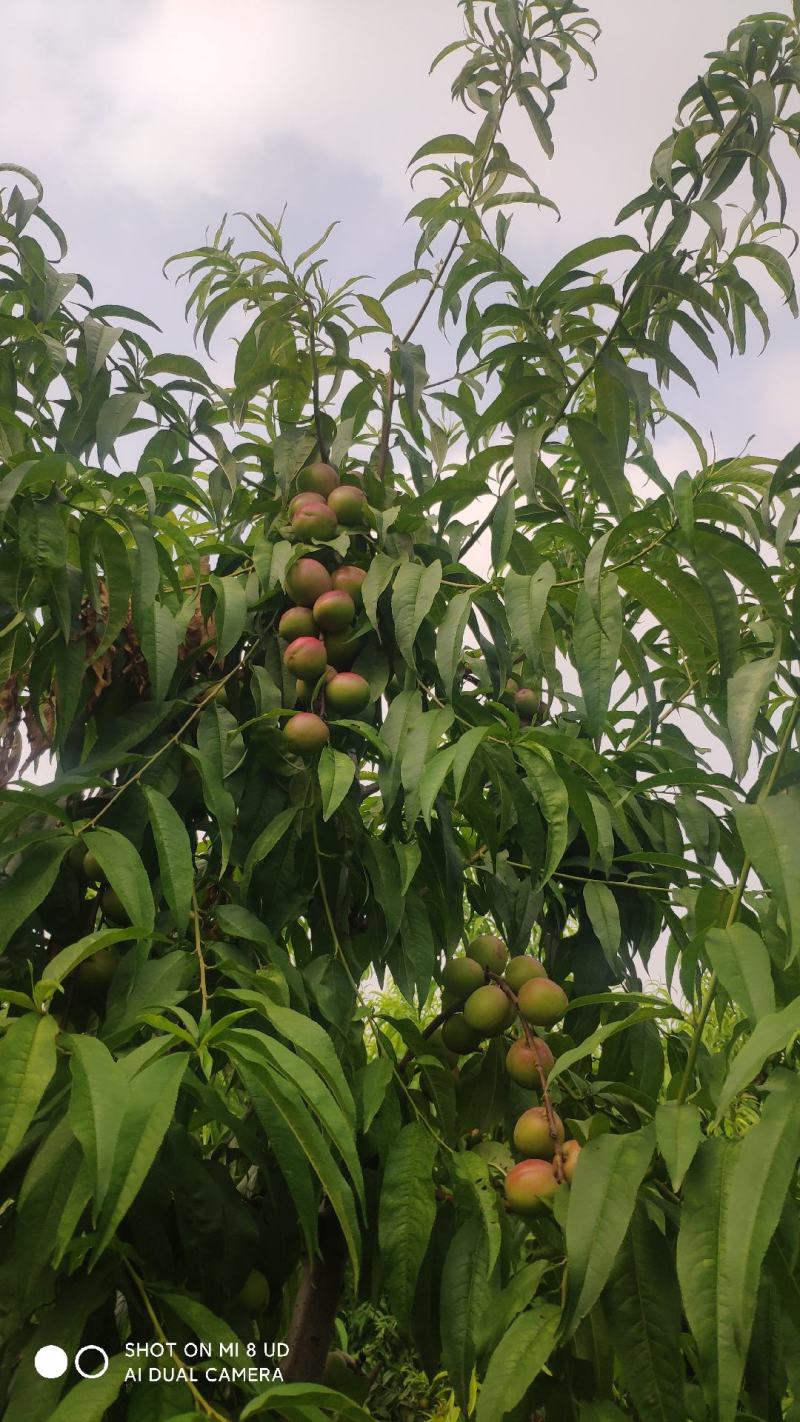 珍珠枣油桃