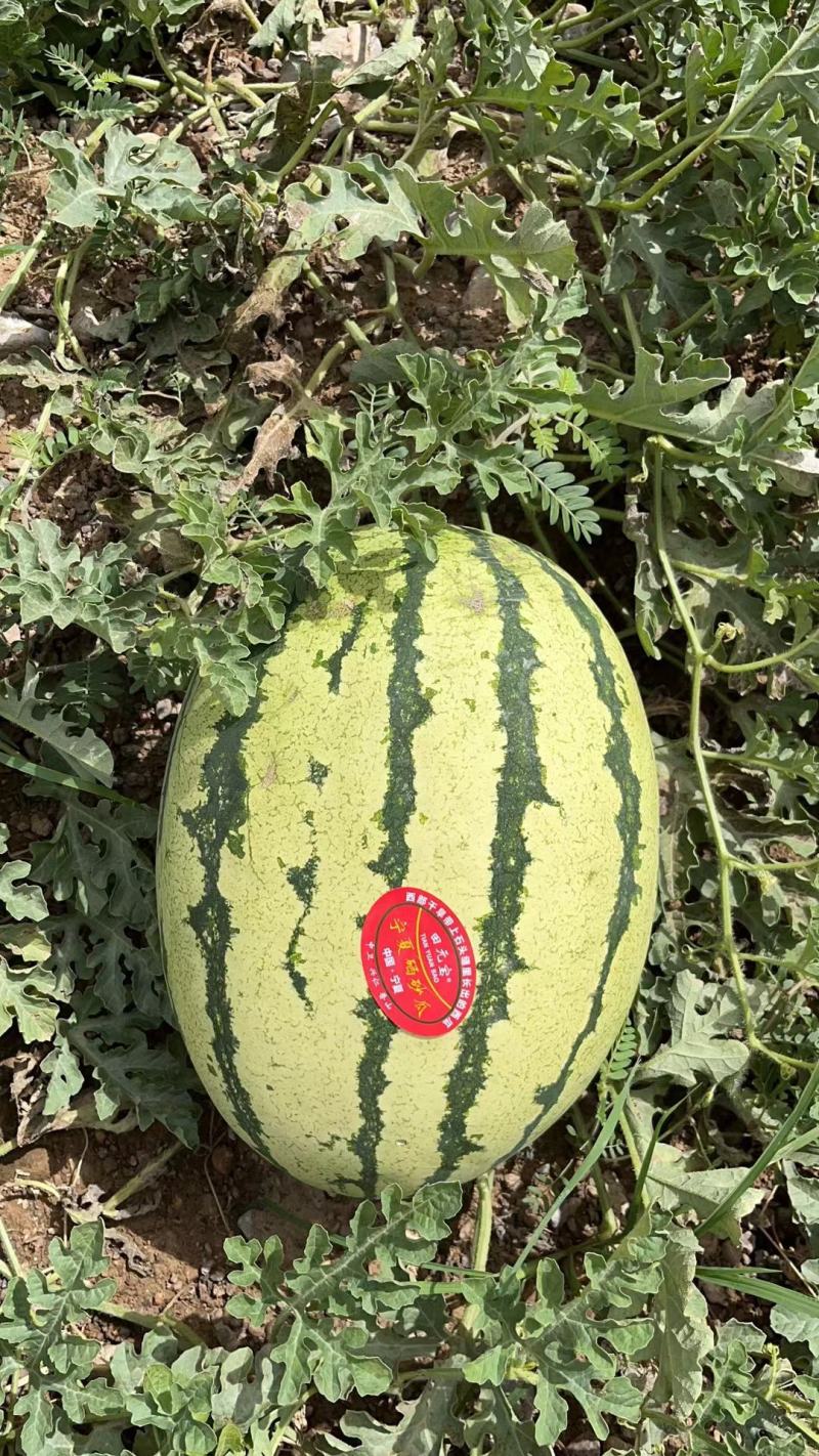 宁夏硒砂瓜小薄皮，大红瓤