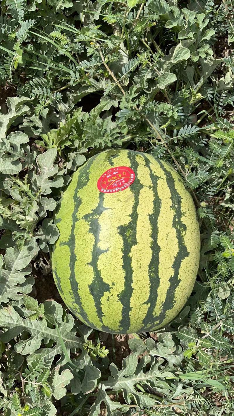 宁夏硒砂瓜小薄皮，大红瓤