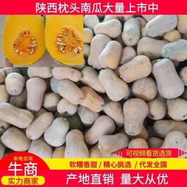 陕西南瓜枕头南瓜新鲜南瓜干糯甜大量供货对接全国市场工厂电商