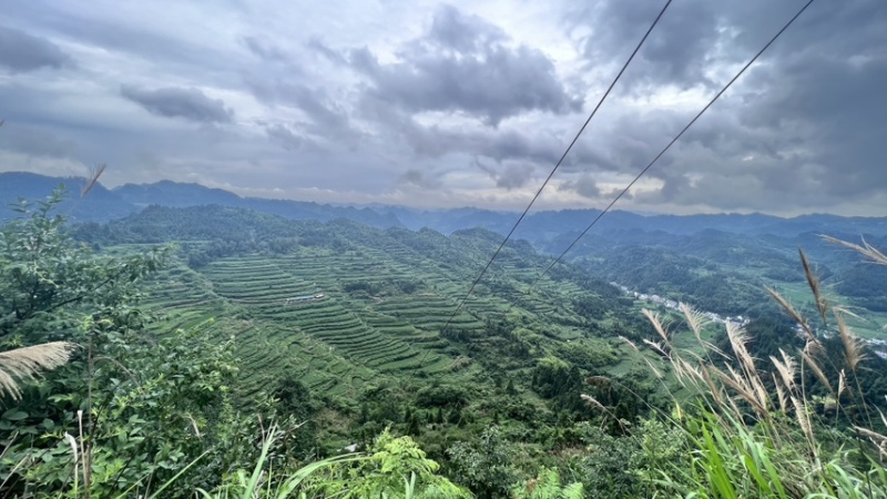 莓茶