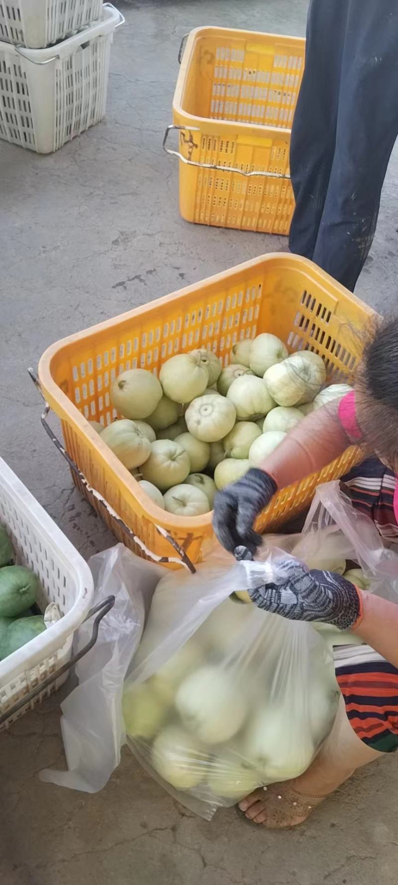 湖北江夏甜瓜基地，欢迎全国客商订购口感香甜量大优惠