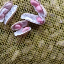 河南开封祥符区干花生大量上市大白沙四粒红专业代办