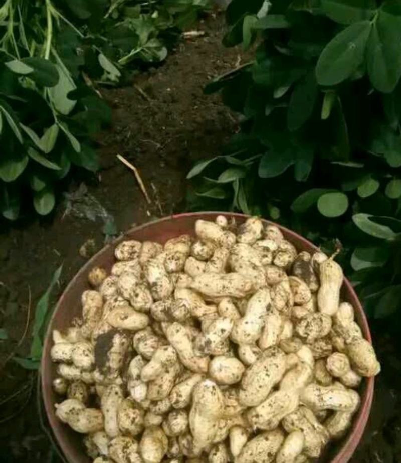 河南花生开封产地直发专业全国代办质量保障手选大