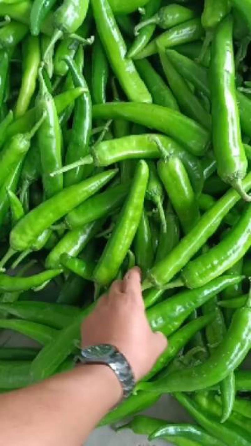 尖椒七寸红辣椒大青椒