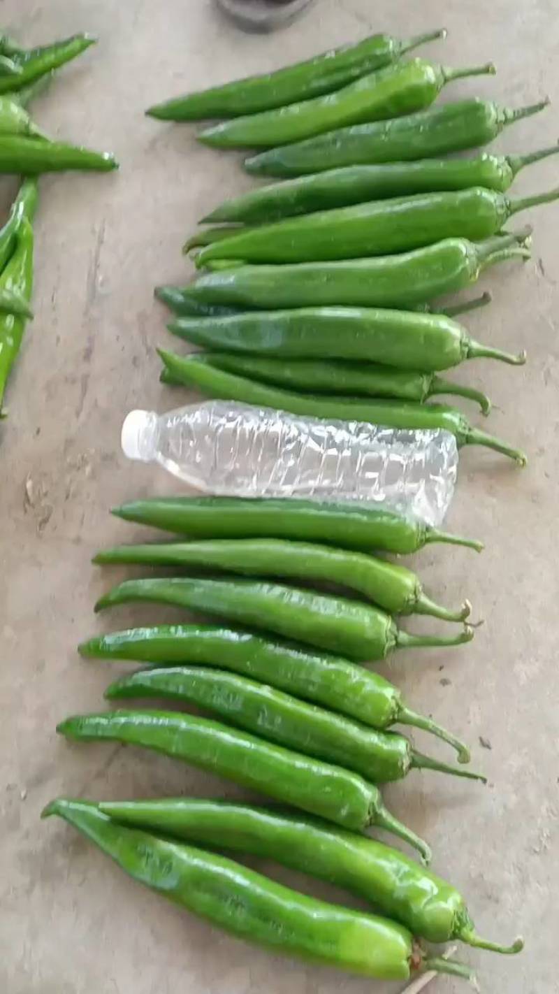 尖椒七寸红辣椒大青椒