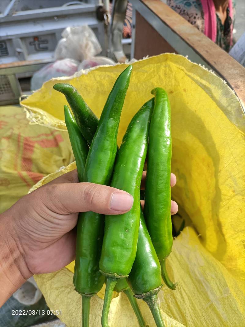 尖椒七寸红辣椒大青椒