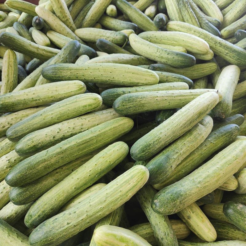 湖北恩施精品旱黄瓜，量大从优，产地直发，欢迎选购