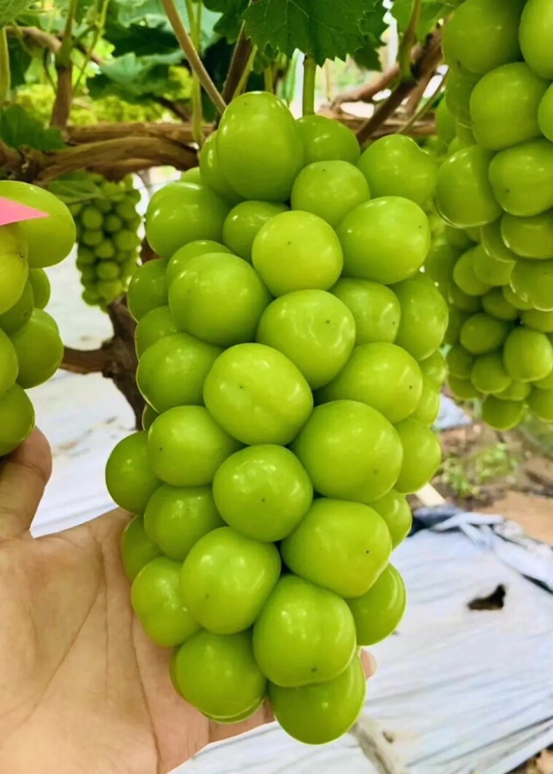 阳光玫瑰葡萄晴王葡萄万亩基地全国发货欢迎来电咨询