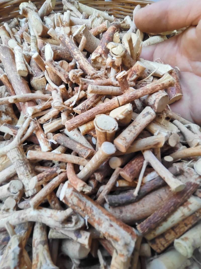 五指毛桃中断