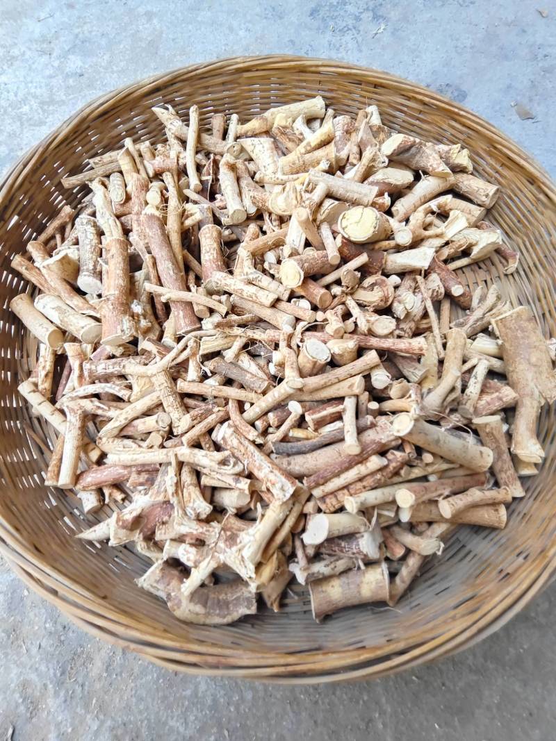 五指毛桃中断