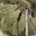 野生独脚金2023年新货青绿甘积草孩儿草一手货源瑞丽关口