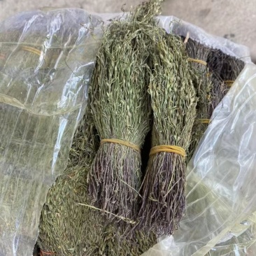野生独脚金2023年新货青绿甘积草孩儿草一手货源瑞丽关口