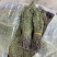 野生独脚金2023年新货青绿甘积草孩儿草一手货源瑞丽关口
