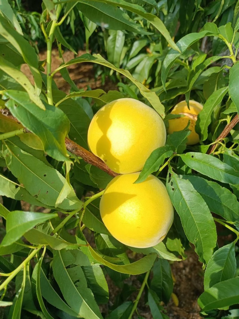 黃金冠30万斤