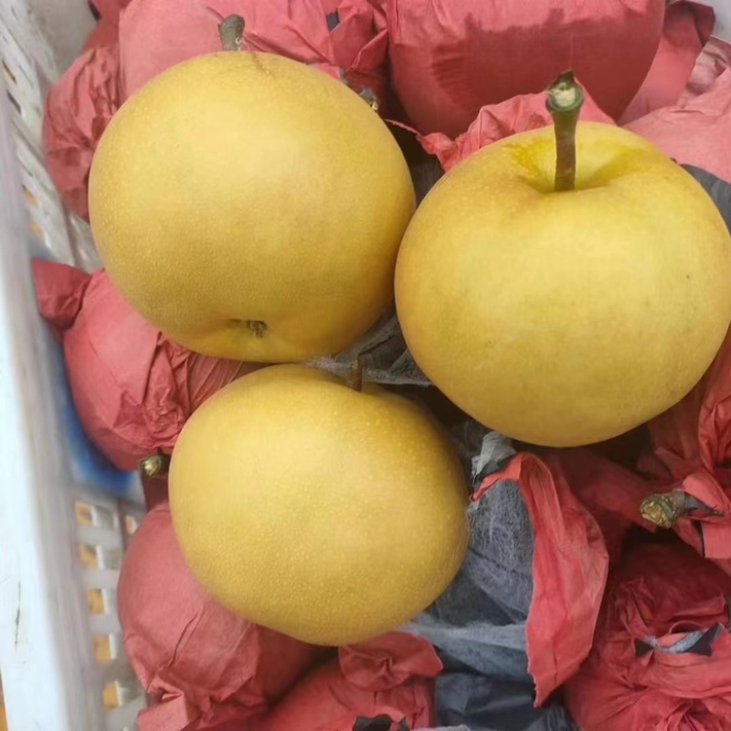 安徽砀山精品圆黄梨大量现货、要的老板联系