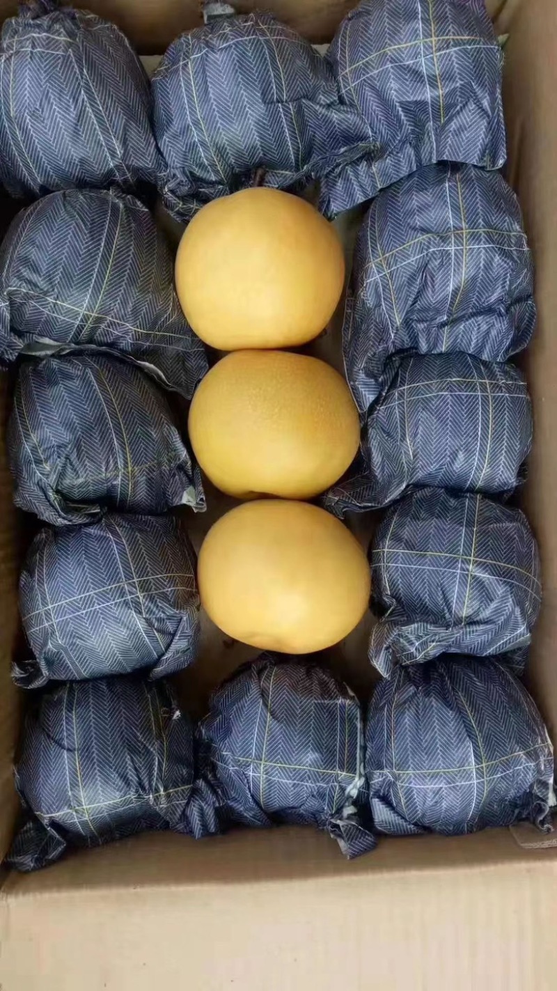 安徽砀山精品圆黄梨大量现货、要的老板联系