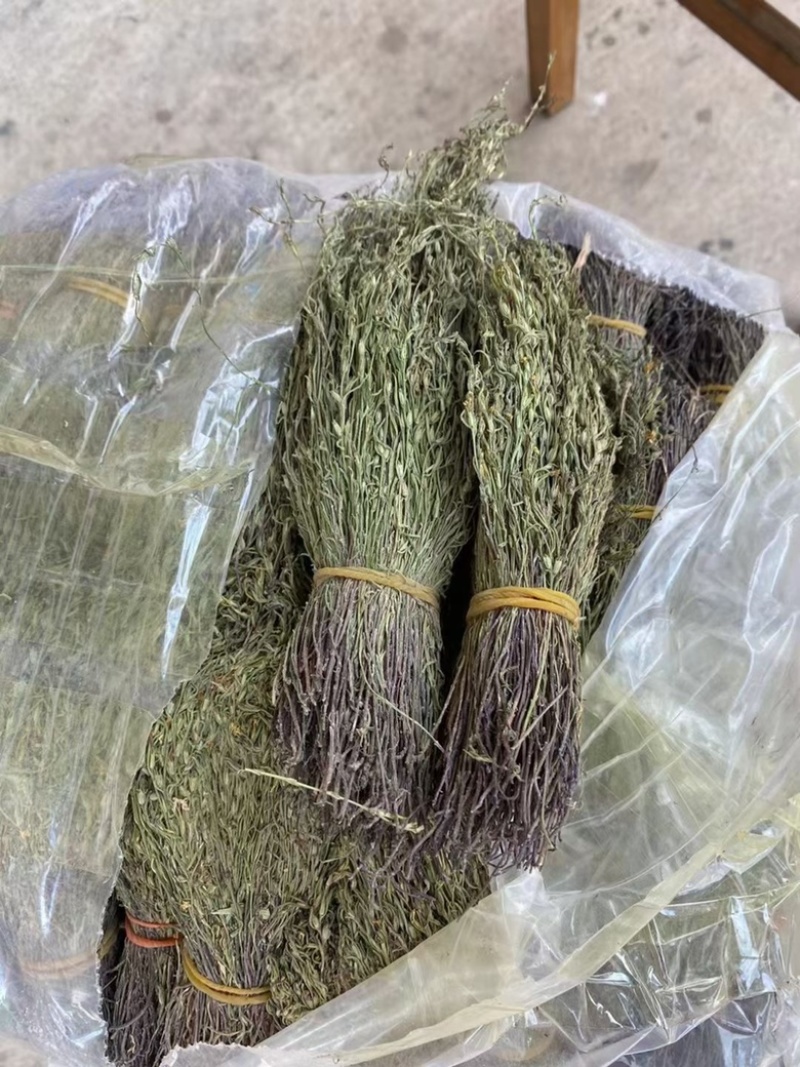 野生独脚金2023年新货青绿甘积草孩儿草一手货源瑞丽关口