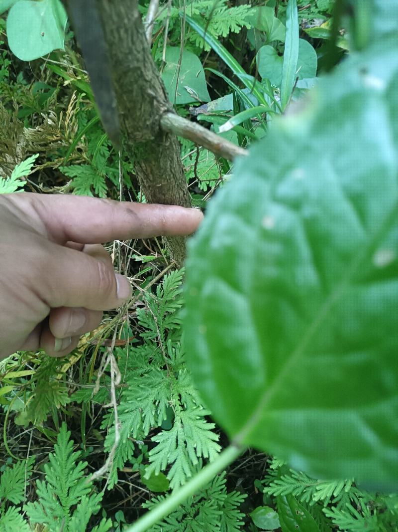罗汉松