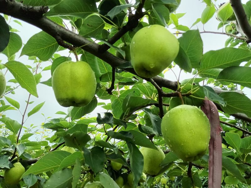 早酥梨山东省滨州阳信县