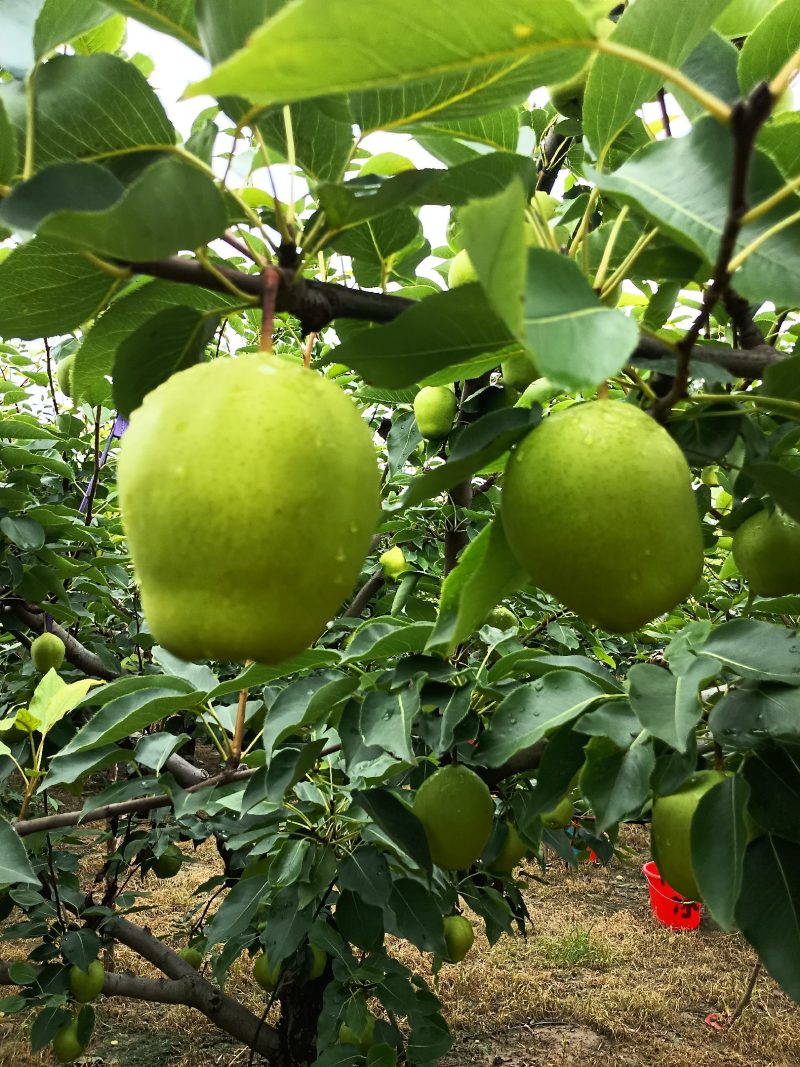 早酥梨山东省滨州阳信县