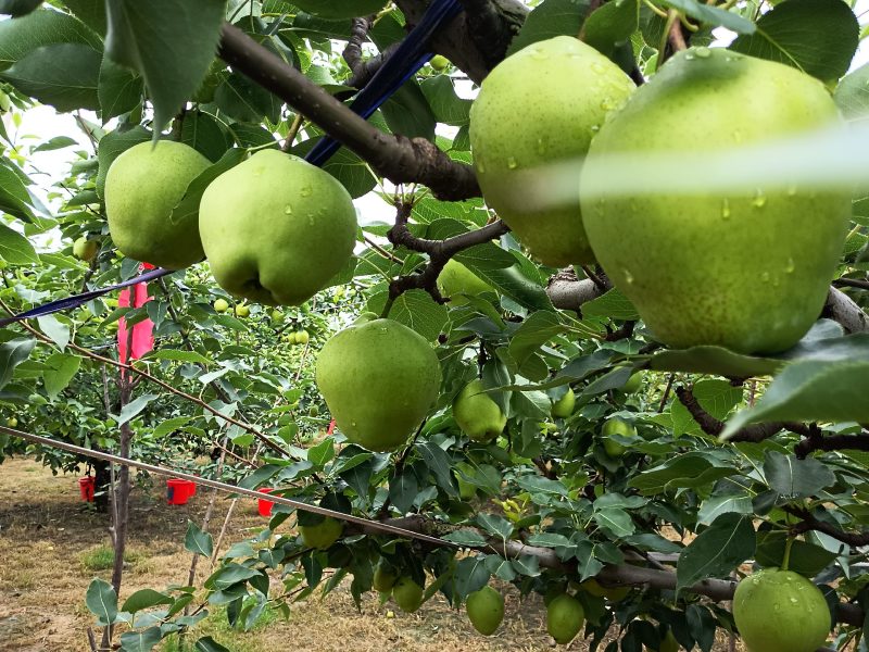 早酥梨山东省滨州阳信县