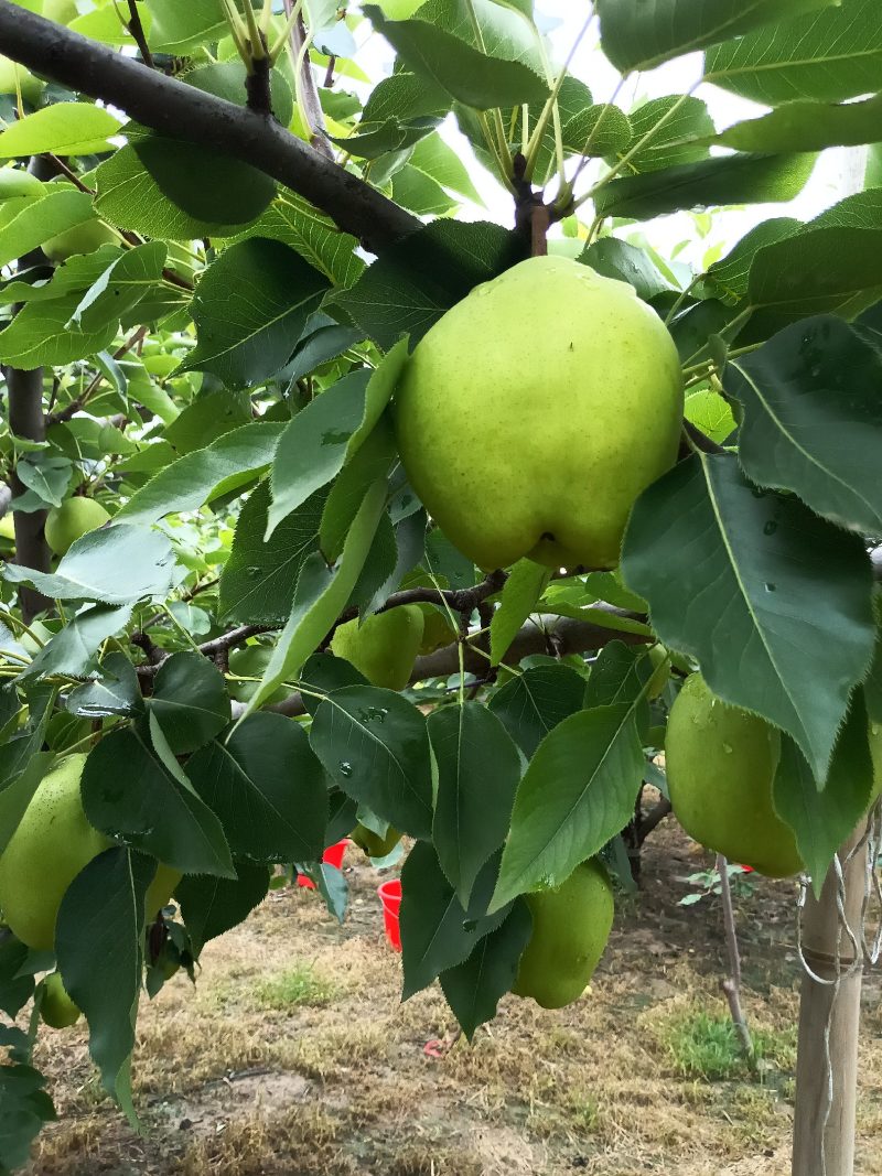 山东省l滨州阳信县七号梨大量上市了有要的老板抓紧订货