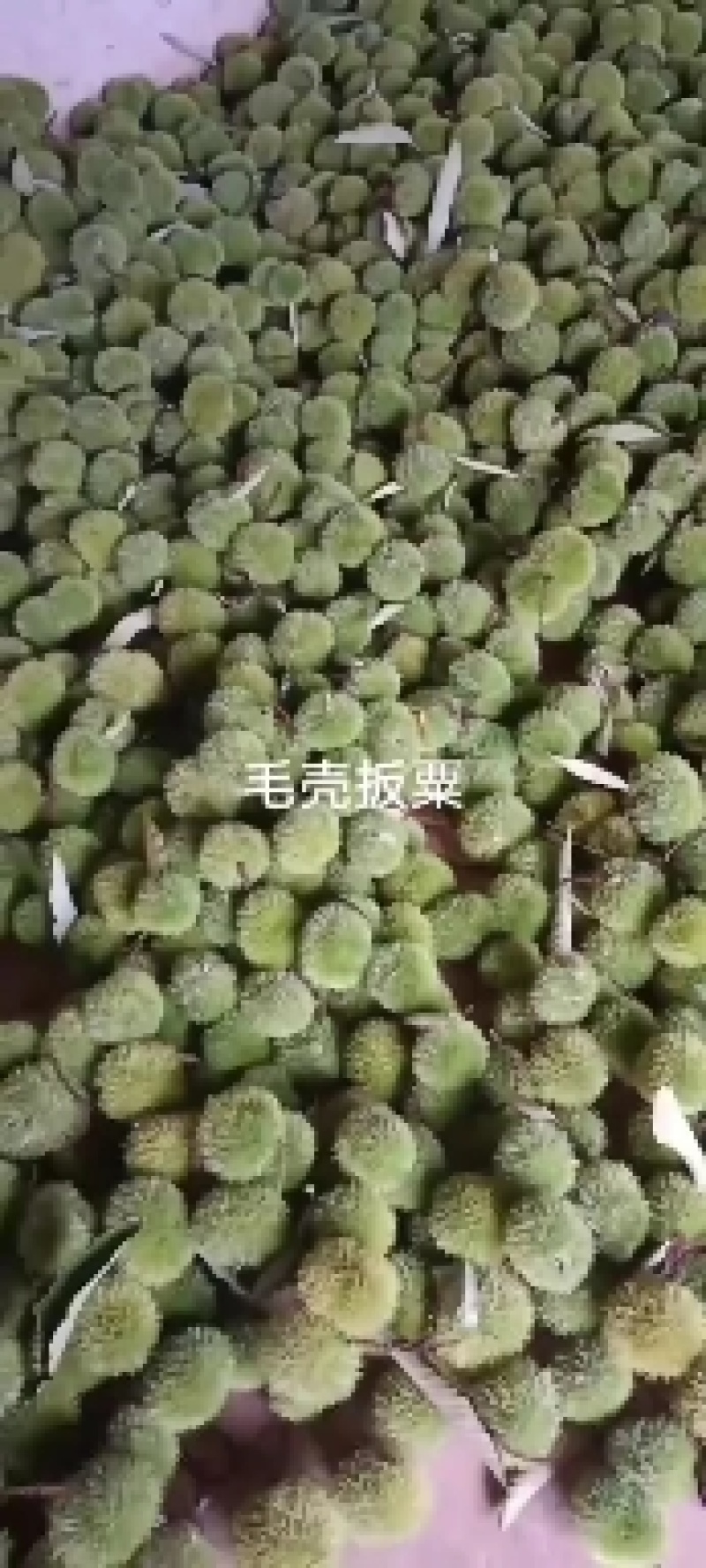 新鲜毛壳板栗