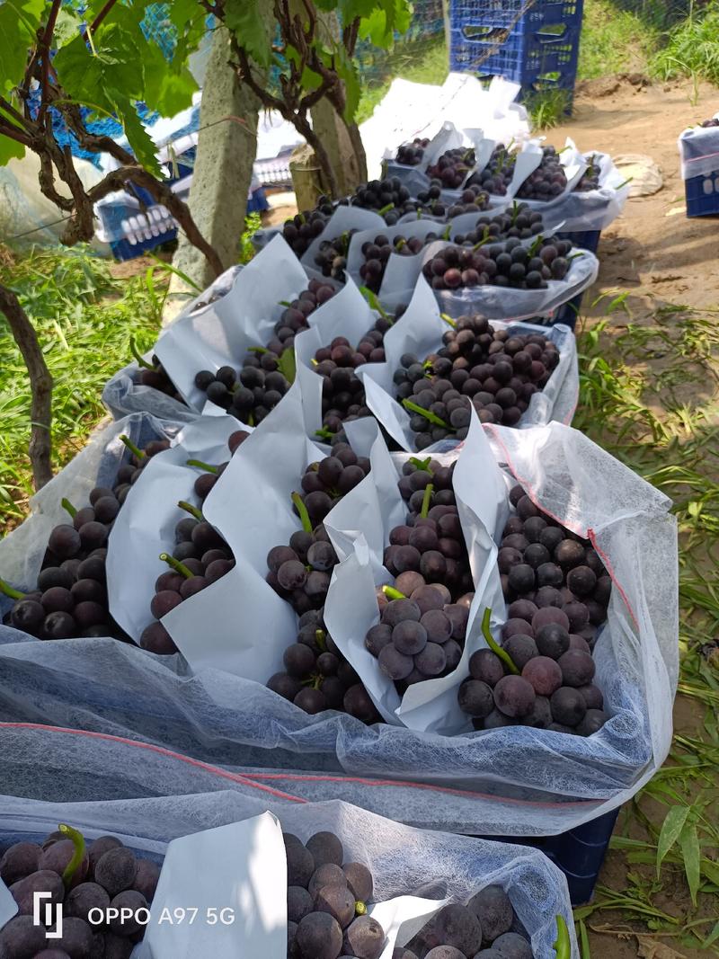 巨峰葡萄大量上市产地直采颗粒均匀穗头紧糖度十八以上可视频