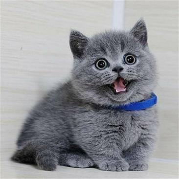 蓝猫纯种幼猫贴纸幼崽英国短毛猫蓝胖子小猫咪银渐层宠物猫真