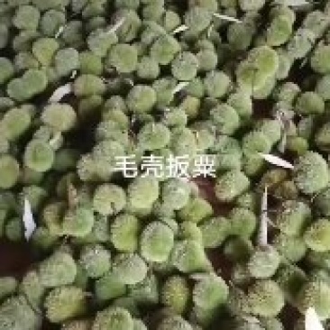 新鲜毛壳板栗