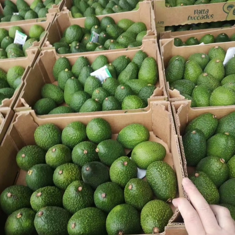 牛油果，精品大量供应，全国发货，支持视频看货，货源稳定