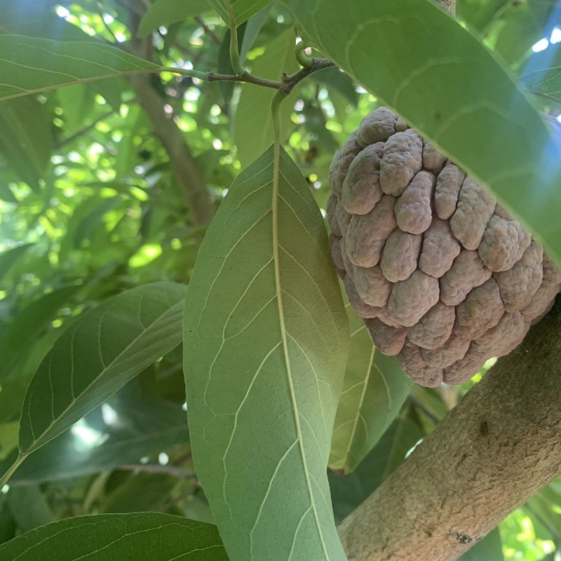 广东玫瑰释迦果大果/小果