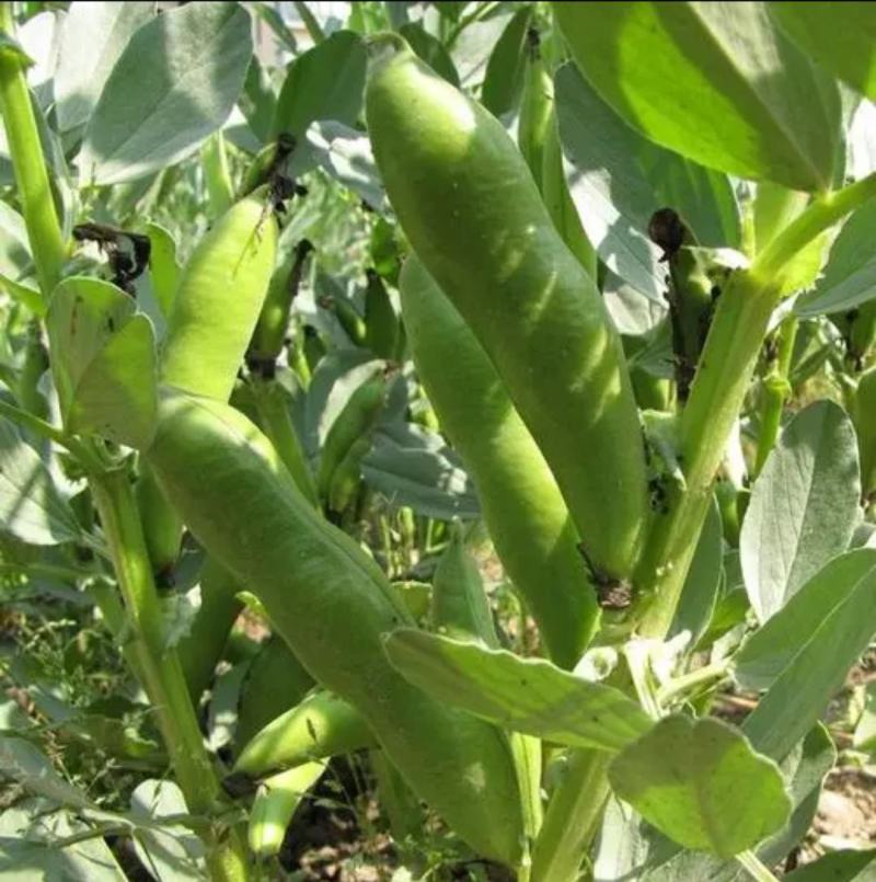 甘肃蚕豆新鲜蚕豆角，大量上市，供应全国，欢迎咨询