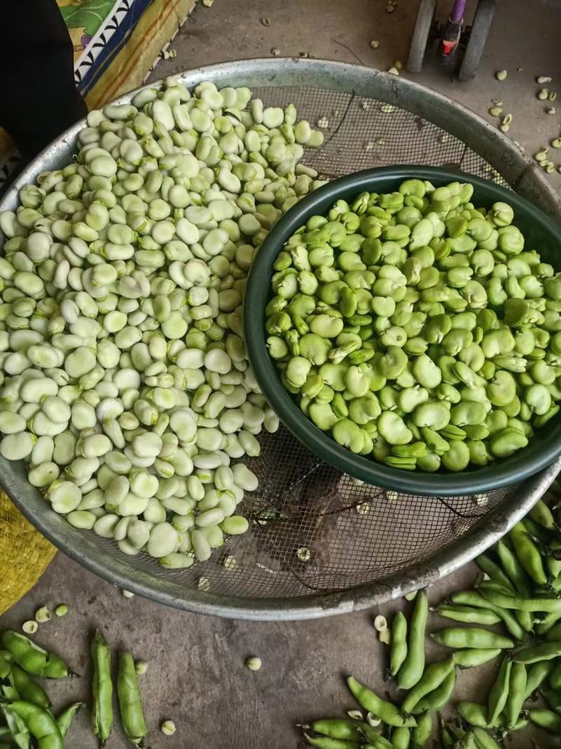 甘肃蚕豆新鲜蚕豆角，大量上市，供应全国，欢迎咨询
