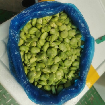 甘肃蚕豆新鲜蚕豆角，大量上市，供应全国，欢迎咨询