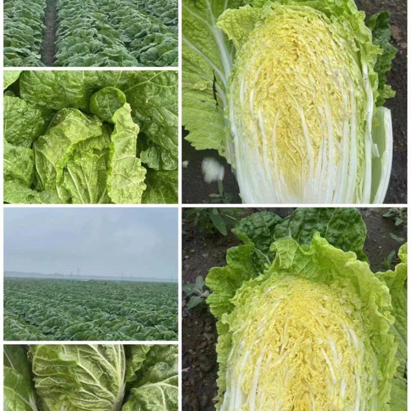 精品大白菜娃娃菜一切蔬菜系列。