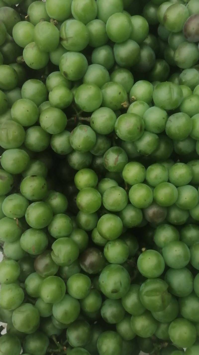 加工厂，无籽巨峰葡萄，罐头厂青果，大量供应