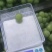 加工厂，无籽巨峰葡萄，罐头厂青果，大量供应